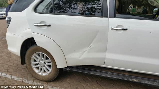  clever buffalo evades death