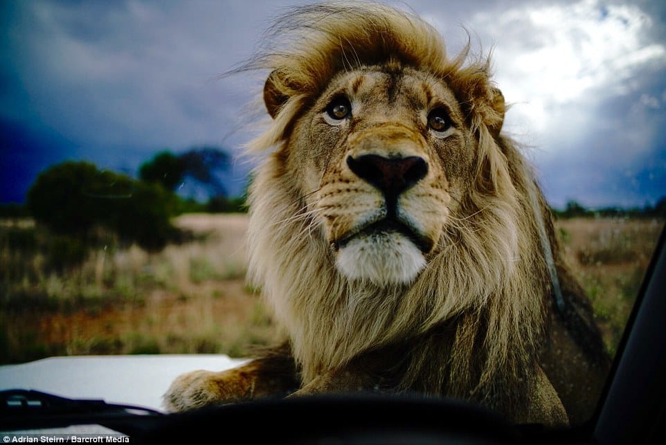 country oldest lion ramu died
