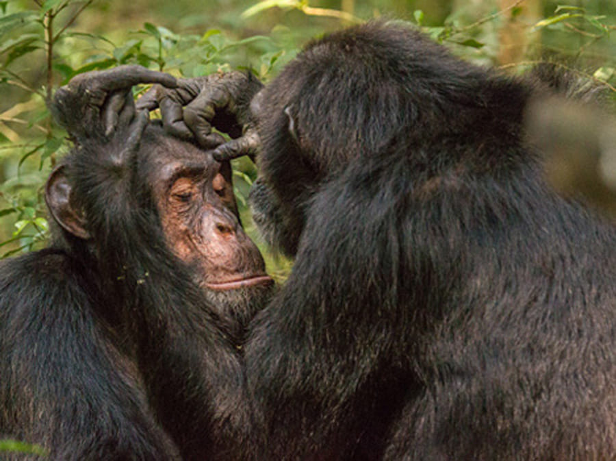 animals behave like humans