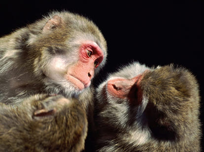animals behave like humans