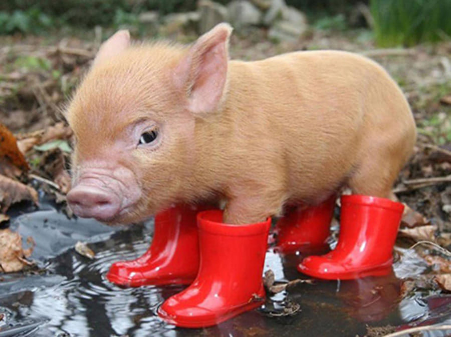 MP News: African swine flu knock in the state, virus confirmed in Rewa's pig sample