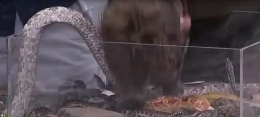 एनाकोंडा से खेलना शेन वार्न