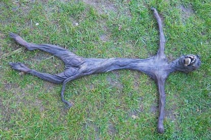 when human found aliens dead on earth