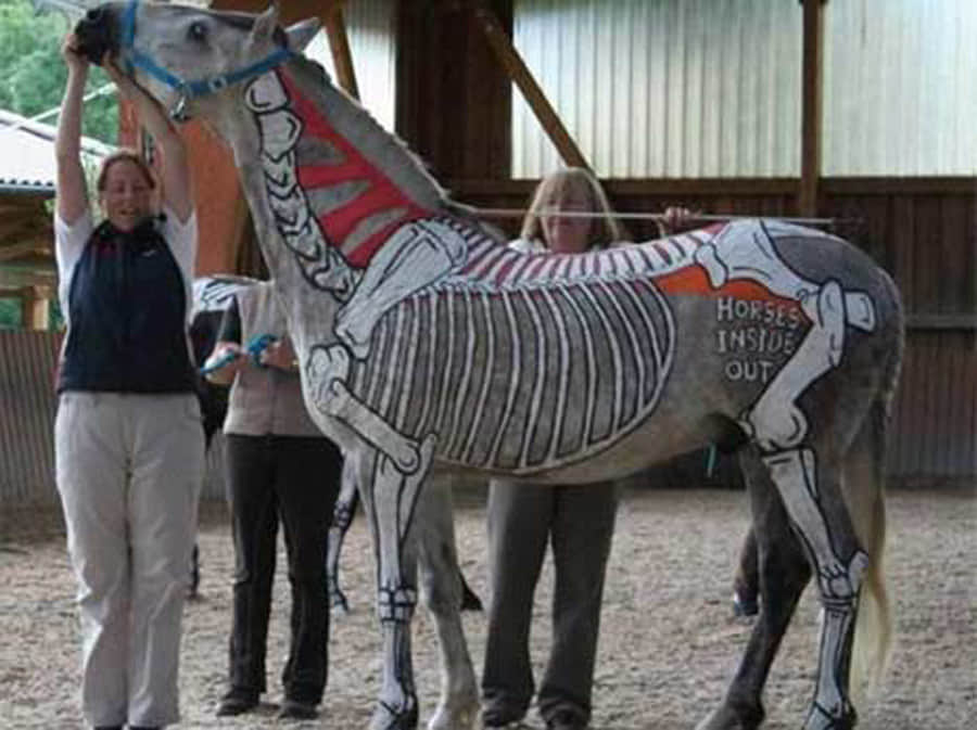 Controversial Works of Art Using Animals as Canvas