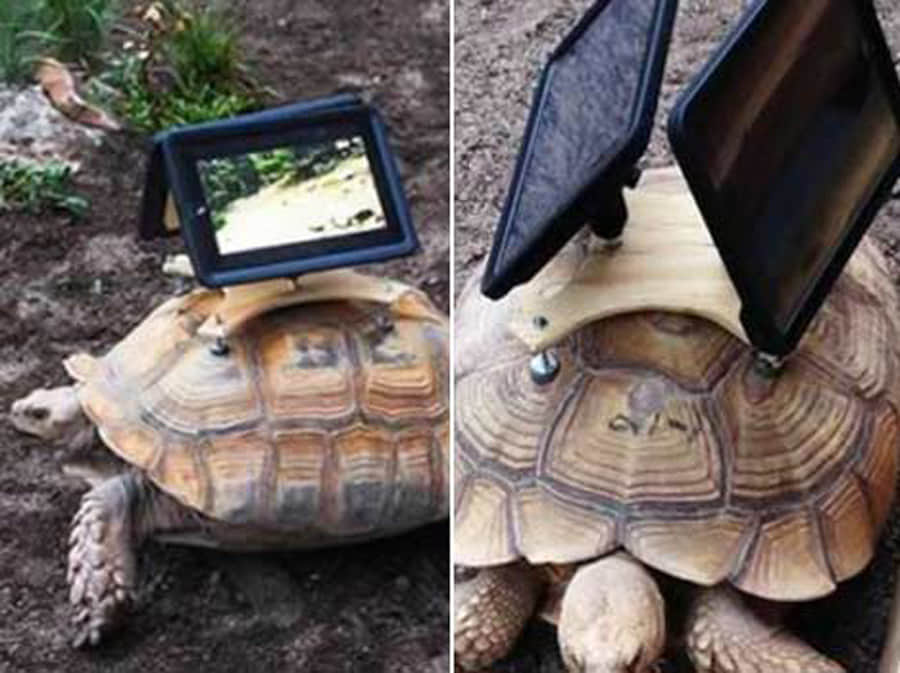 Controversial Works of Art Using Animals as Canvas