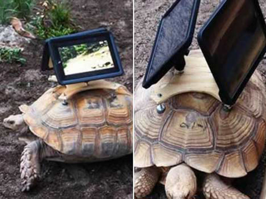 Controversial Works of Art Using Animals as Canvas
