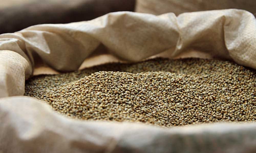 Chandigarh: Awareness campaigns run on large scale regarding millets, fast emerging as super food