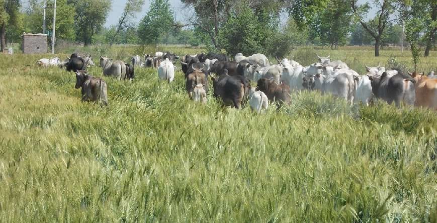 Sirsa News, Hindi News, Agriculture, Bull, Sirsa