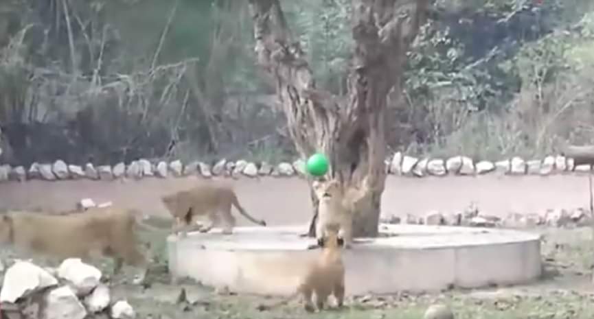 नन्हें शेर 