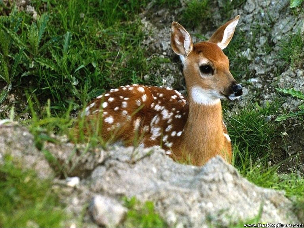 SP leader kills deer in Bahraich.