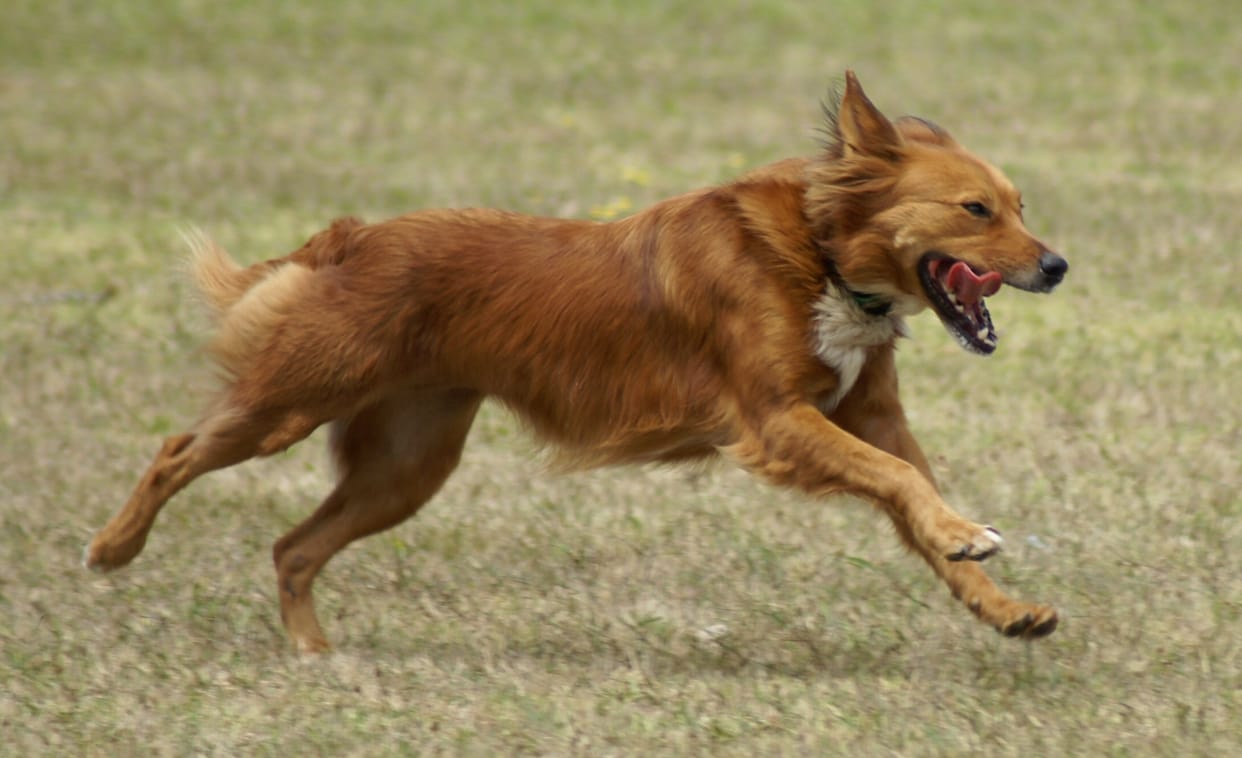 Dog bite minor in Gurugram, Matter reaches to Police station