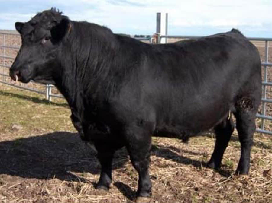 weird massage therapies around the world