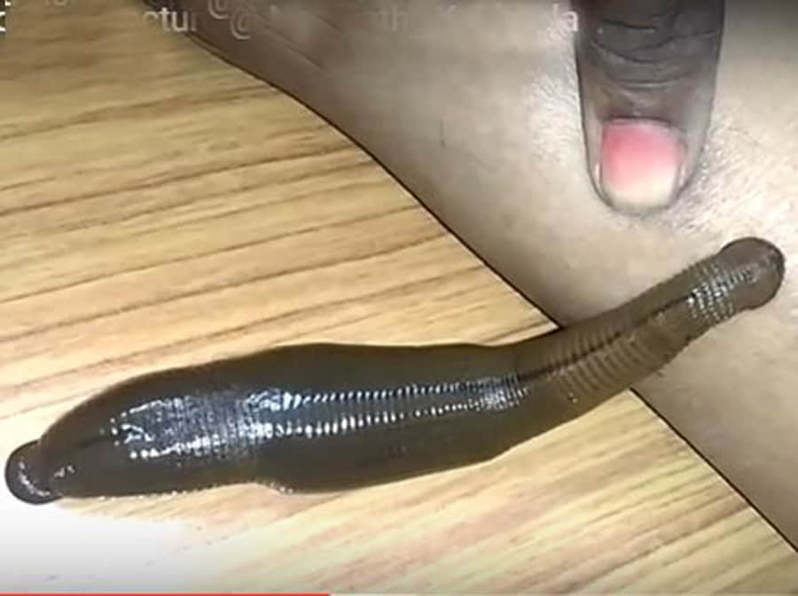 weird massage therapies around the world