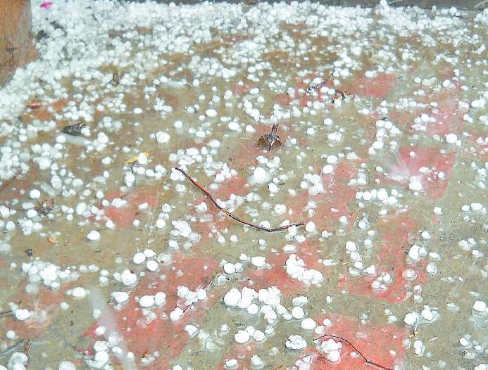 Sirsa News, Hindi News, Agriculture, Weather, Rain, Ole, Ice Fall, Grain, Wheat, Mustard, Sirsa
