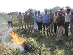  Between wheat and mustard poppy cultivation