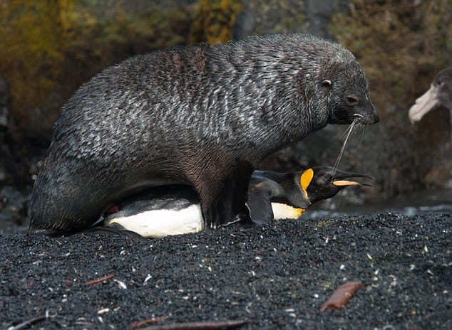 seal caught having sex with penguins