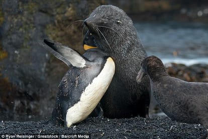 seal caught having sex with penguins