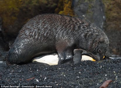 seal caught having sex with penguins