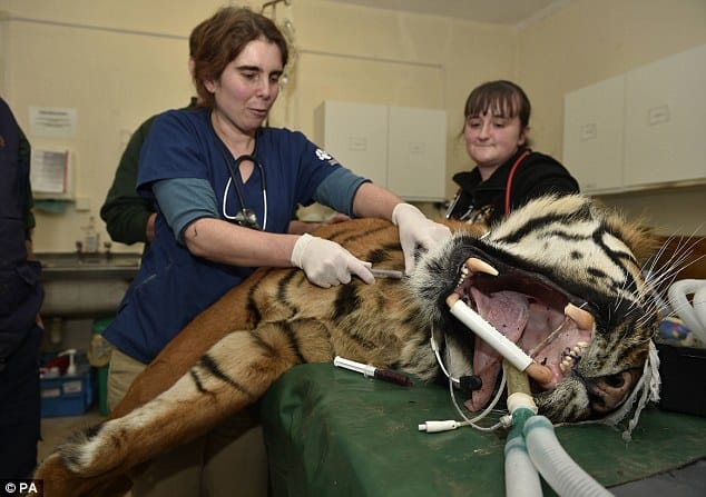 tiger had a dental surgery