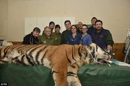tiger had a dental surgery