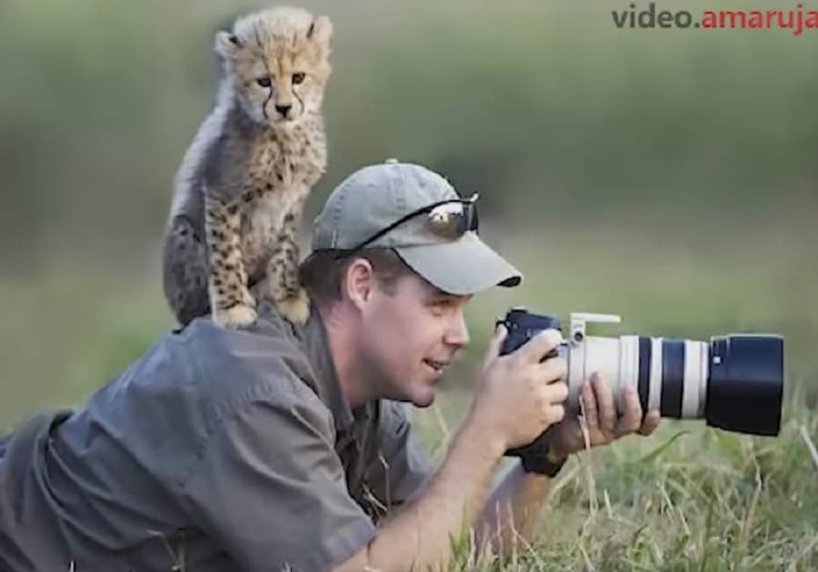 वाइल्ड फोटो