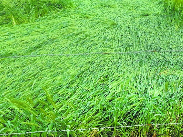 sangrur weather, rain distroyed crop, sangrur rain, sangrur, punjab