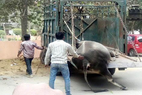 Shalimar Gardens bull went on the rampage, many injured