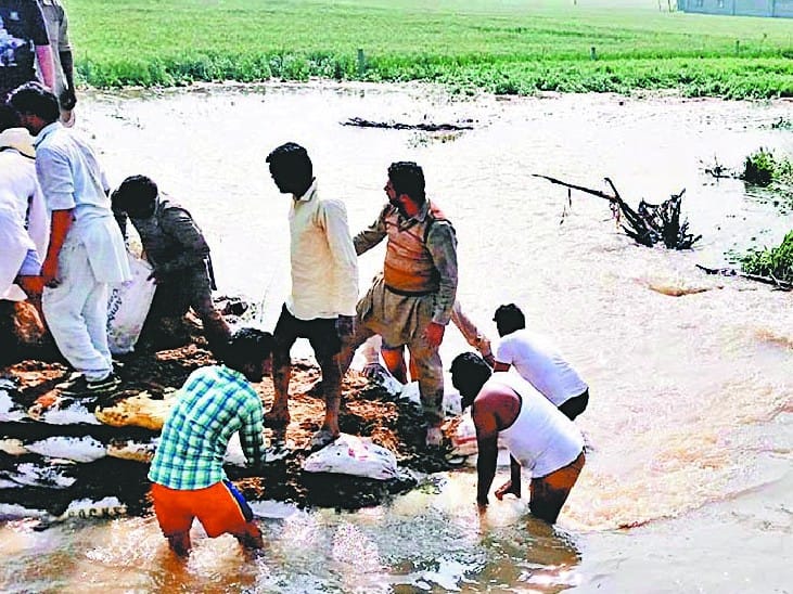 heavy rain at mansa, mansa rain, crop destroyed, mansa, punjab