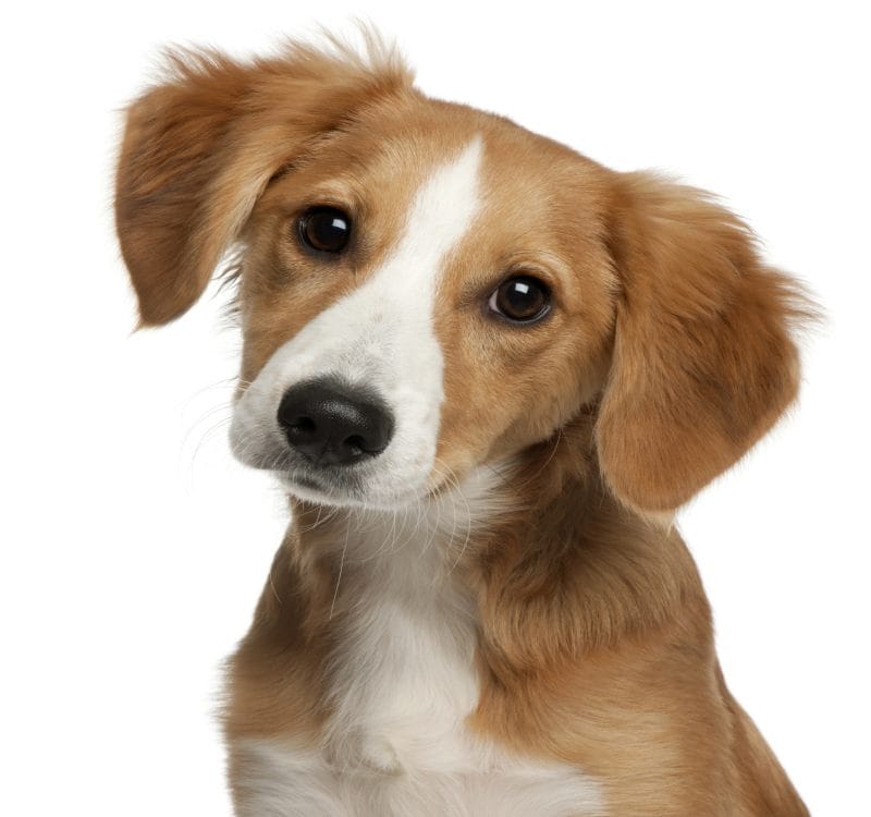 fight for dog, police take action.