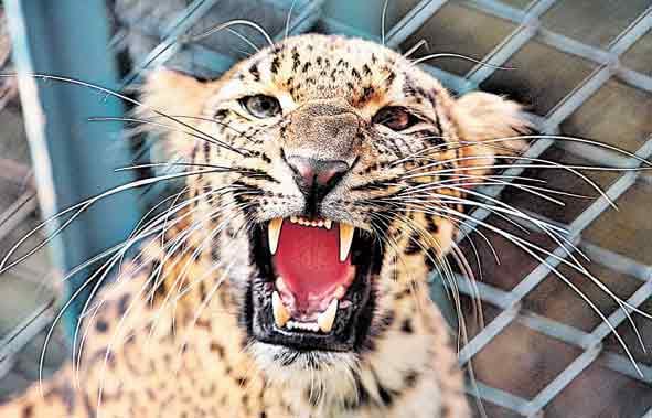 Guldar in Cage