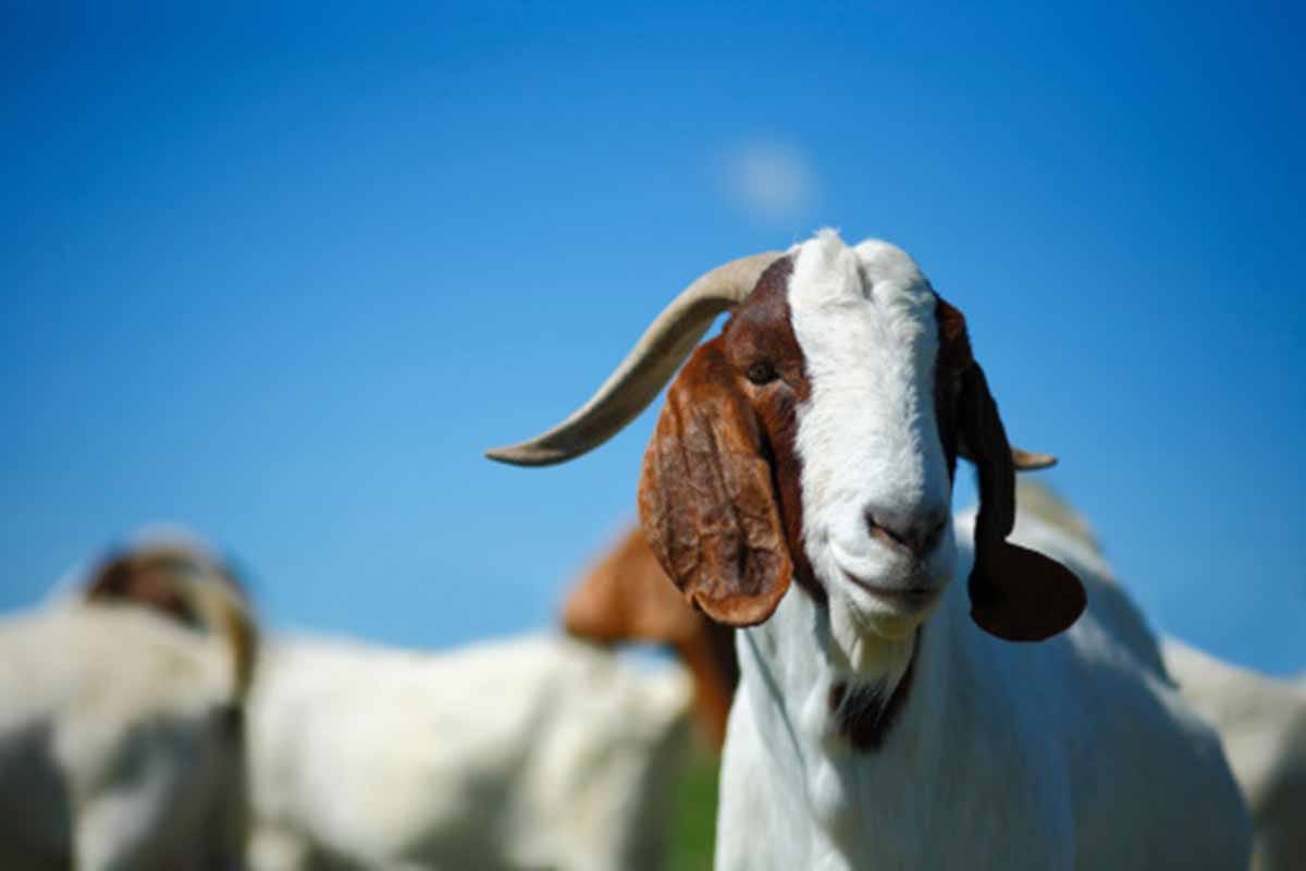 goat employee in google company