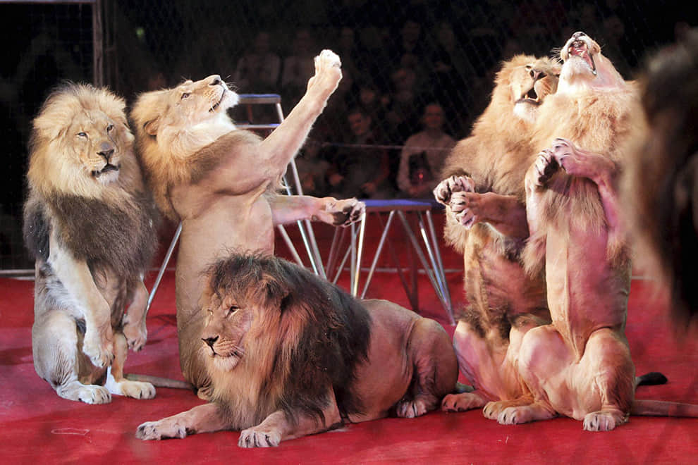 Egyptian Para Table Tennis champion Ibrahim Hamato returns a shot during his exhibition match