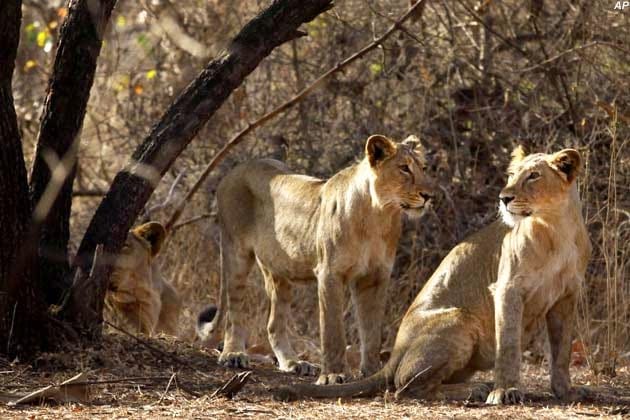 lion teeth and nail seller escaped after informing police