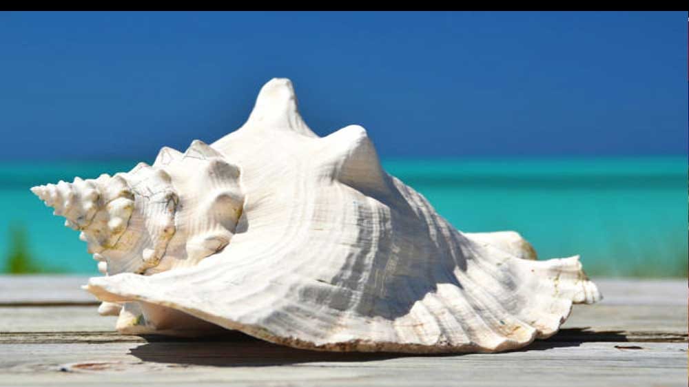 Keep miraculous conch in the house to prevent vastu defects