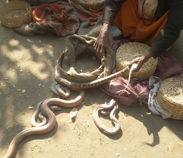 smuggling news, crime news, snake smuggler, chandigarh police, chandigarh news, hindi news