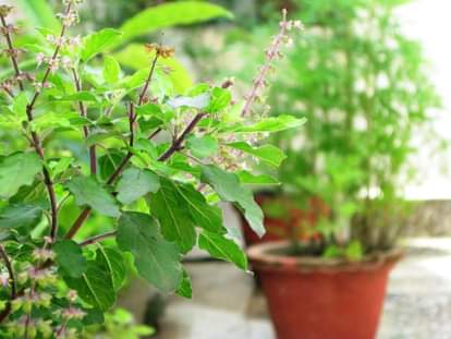 importance of tulsi plant in hindu religion and how happiness and prosperity comes from at home
