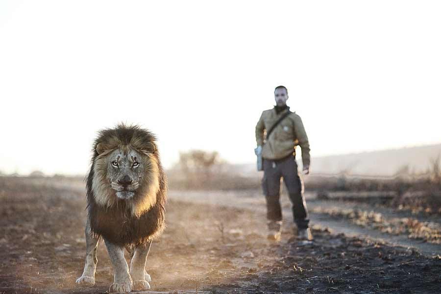 friendship between lion and human