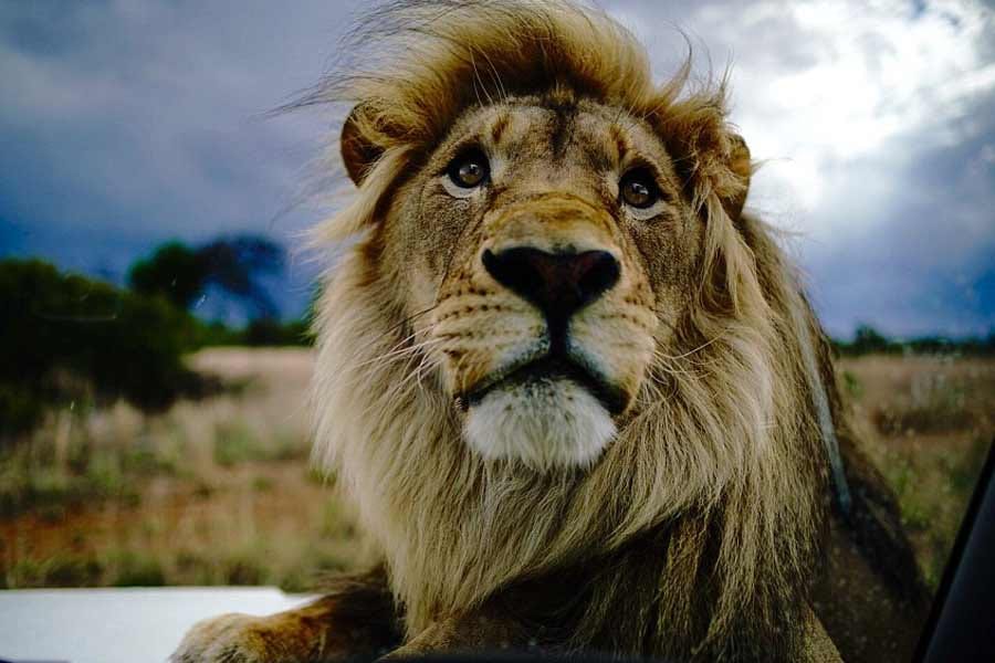 friendship between lion and human