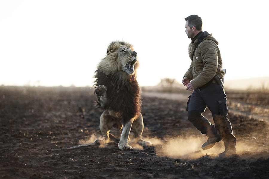 friendship between lion and human