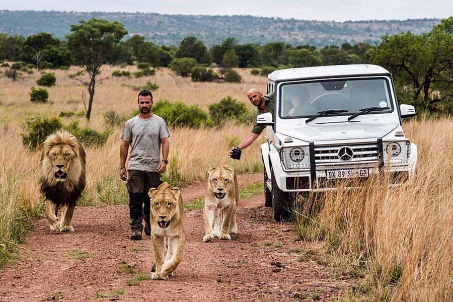 friendship between lion and human