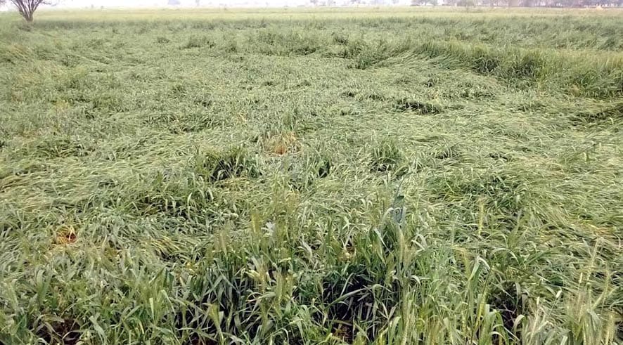 rain seems benificial to crops