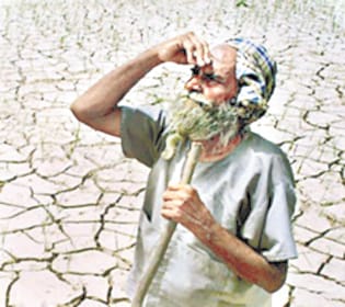 agriculture, rain, damage, farmer, fatehabad