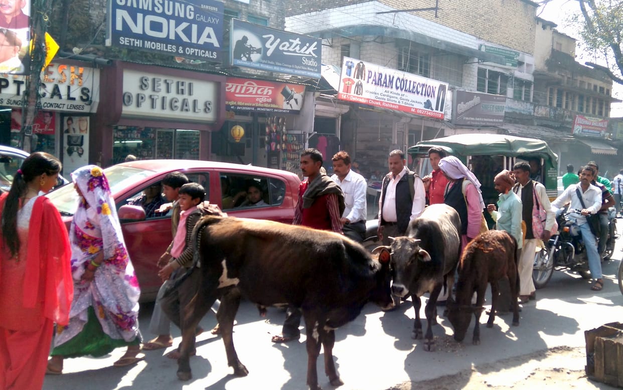demand yellow line in raja ka talab