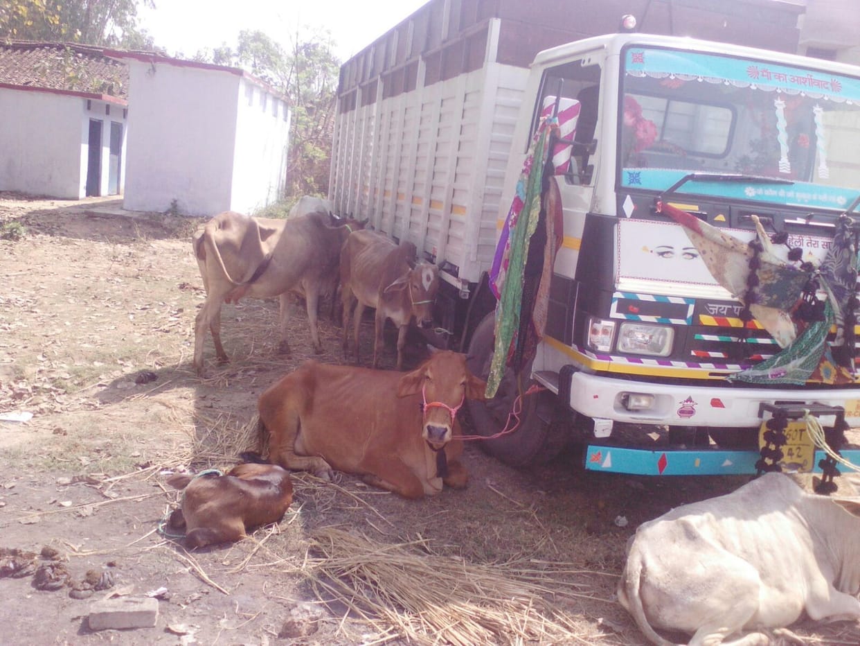 15 animals recovered