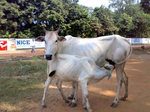 Treatment of cows