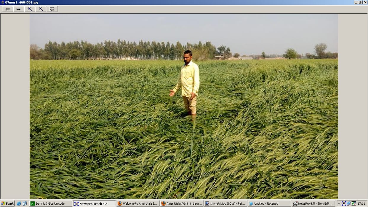  covered wheat crop with rain Mansa,  wheat crop covered Mansa,  Mansa