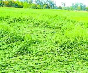 Wheat and mustard crops flattened by the storm