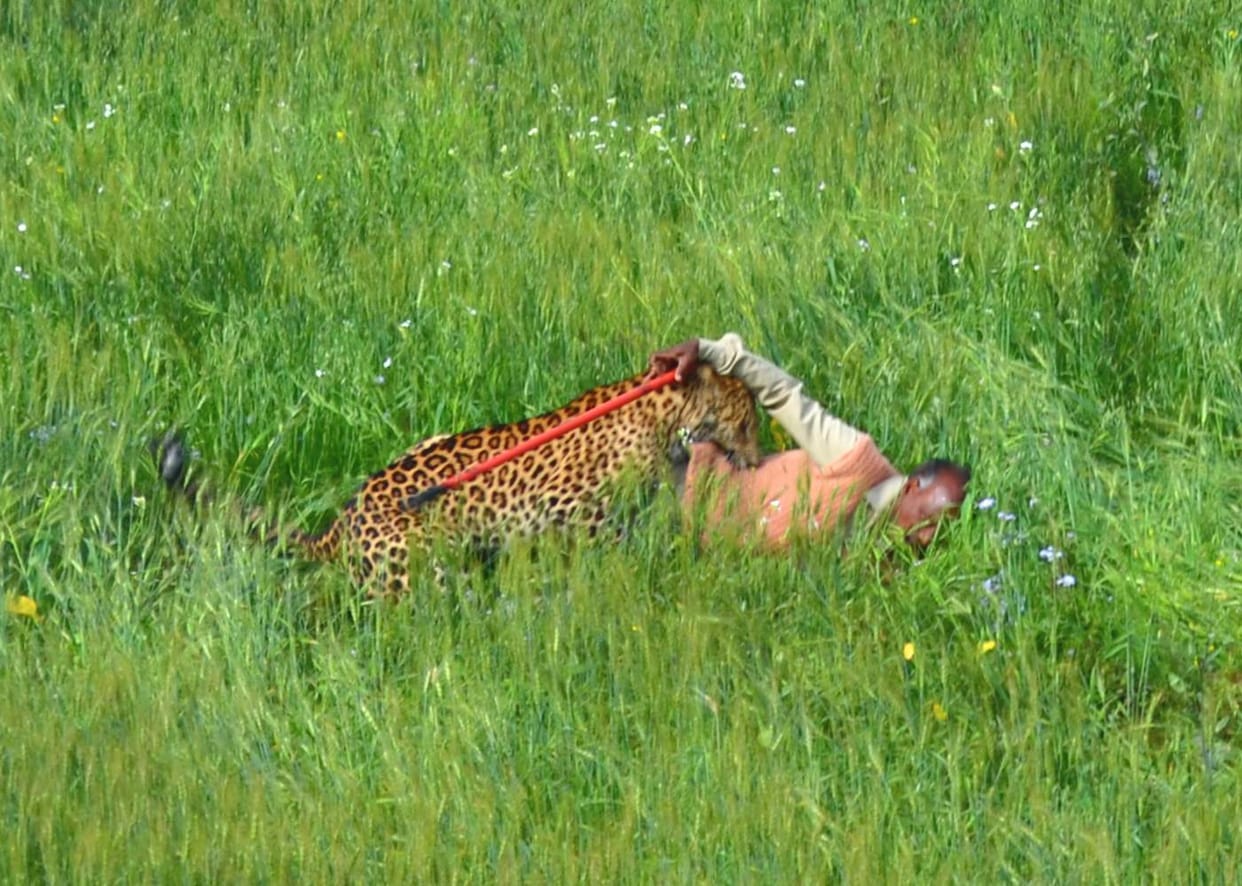 live-photosshoot-of-leopard-catch