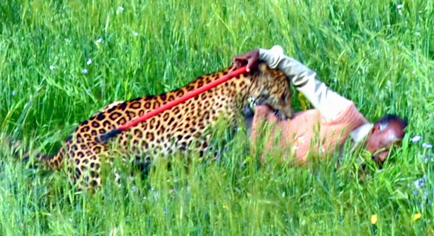 live-photosshoot-of-leopard-catch