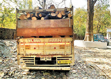 Mini truck full of mango wood caught